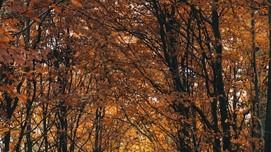 A forest with autumn-colored leaves and a person walking away from the camera.