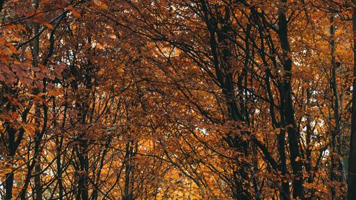 Autumn in Hareskoven, just north of Copenhagen.
#golden