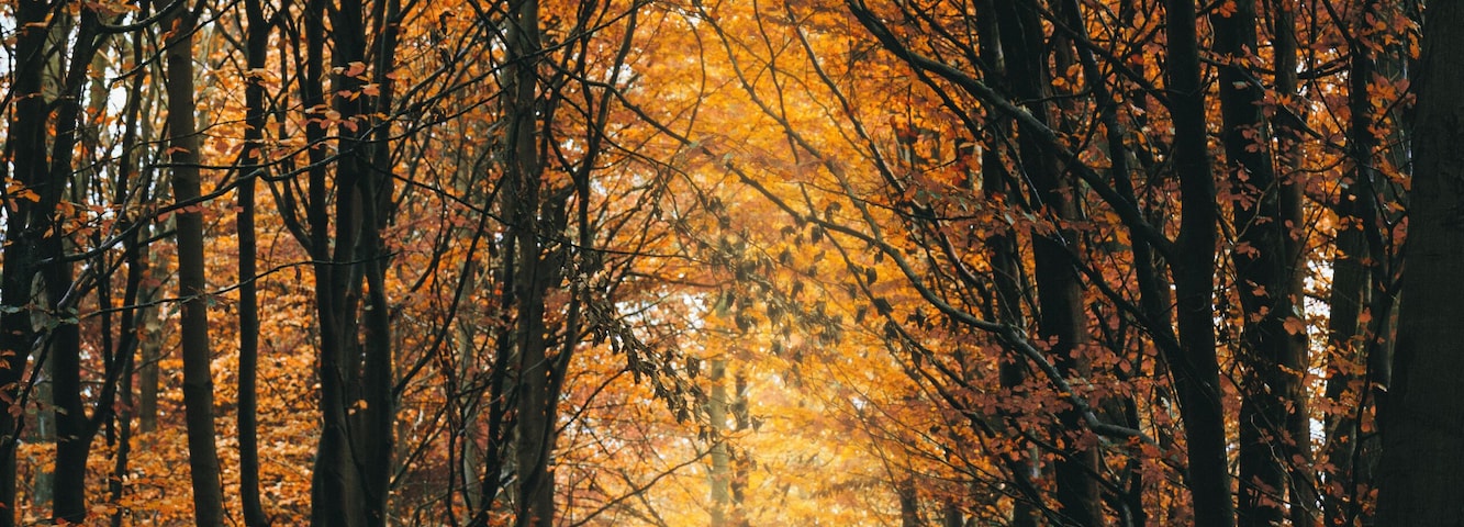 Autumn in Hareskoven, just north of Copenhagen.
#golden