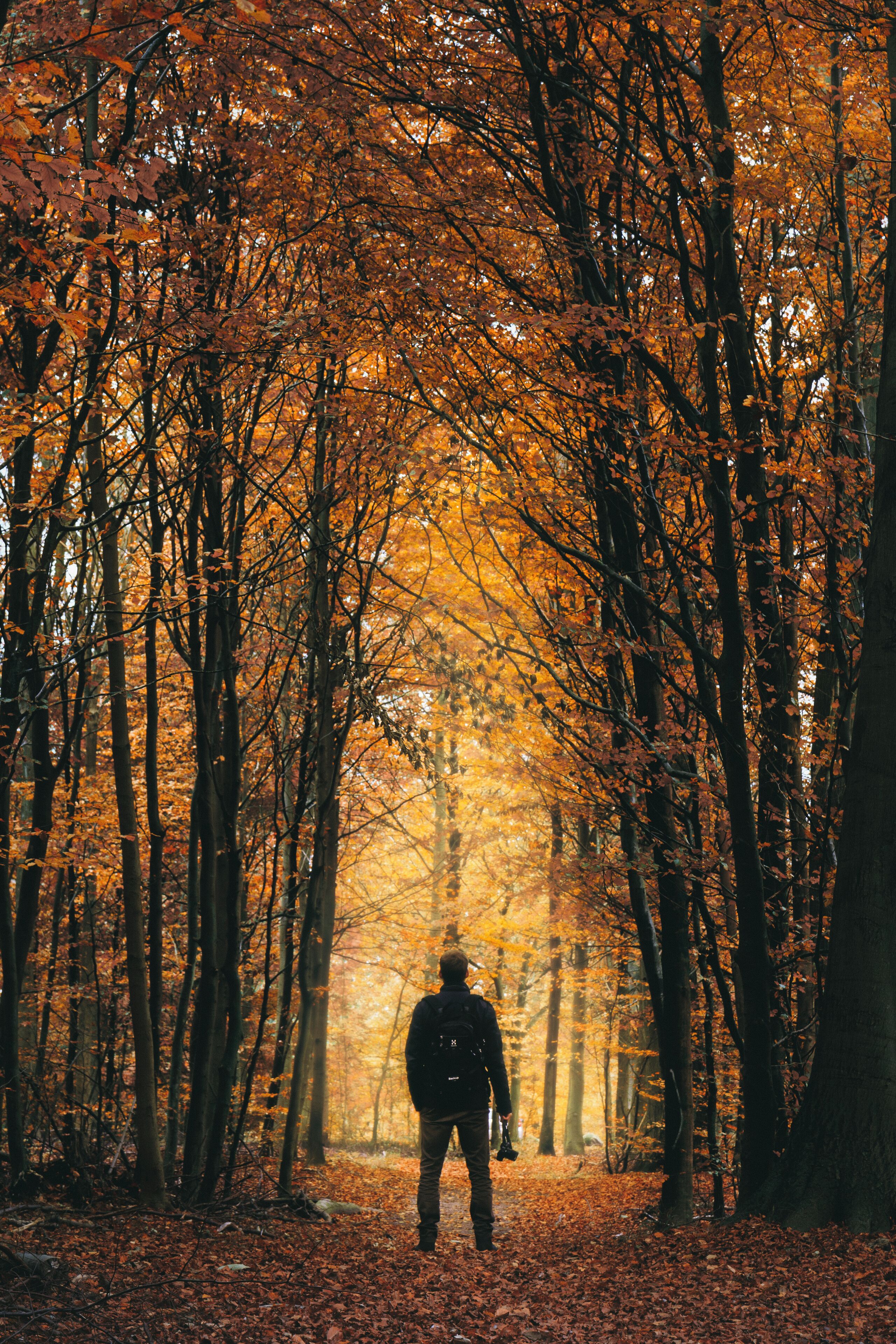 A forest with autumn-colored leaves and a person walking away from the camera.
