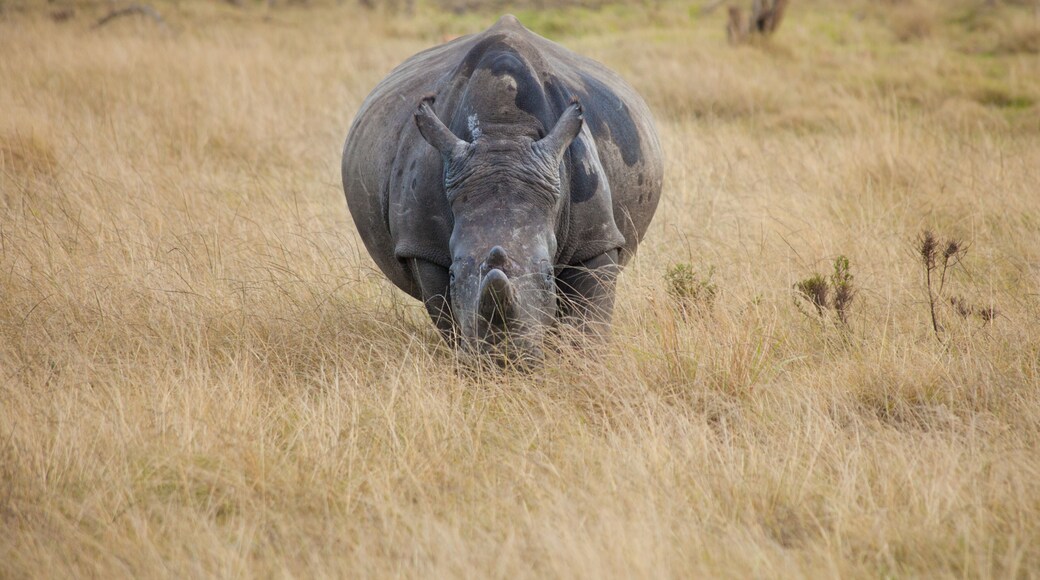 Gondwana Game Reserve