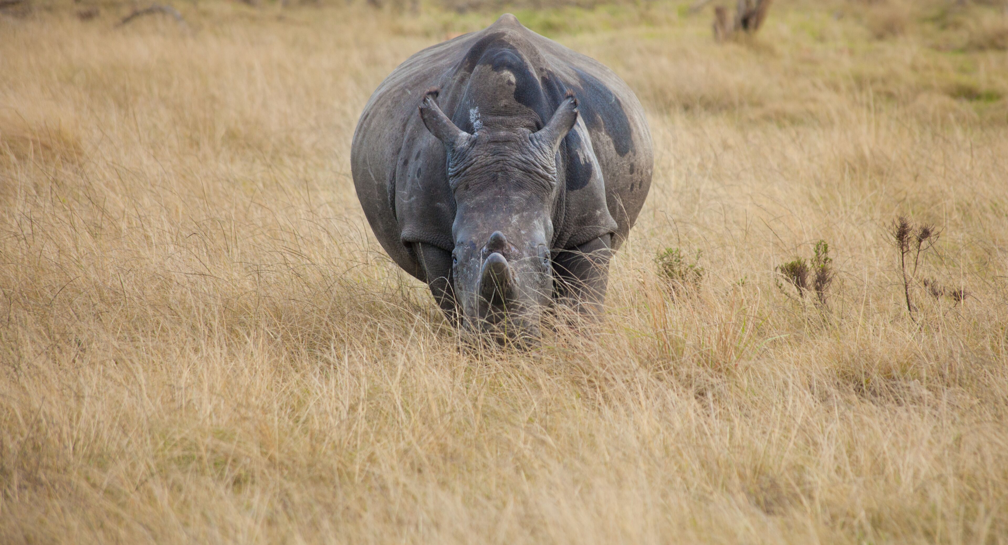 A rhinoceros in a grassy field.