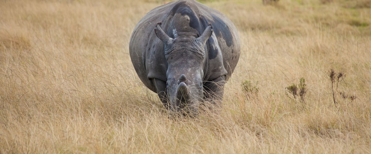 A rhinoceros in a grassy field.