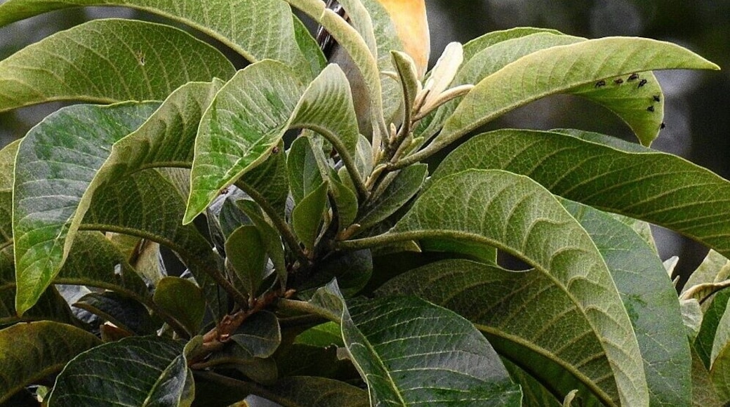 What????? Baltimore Oriole