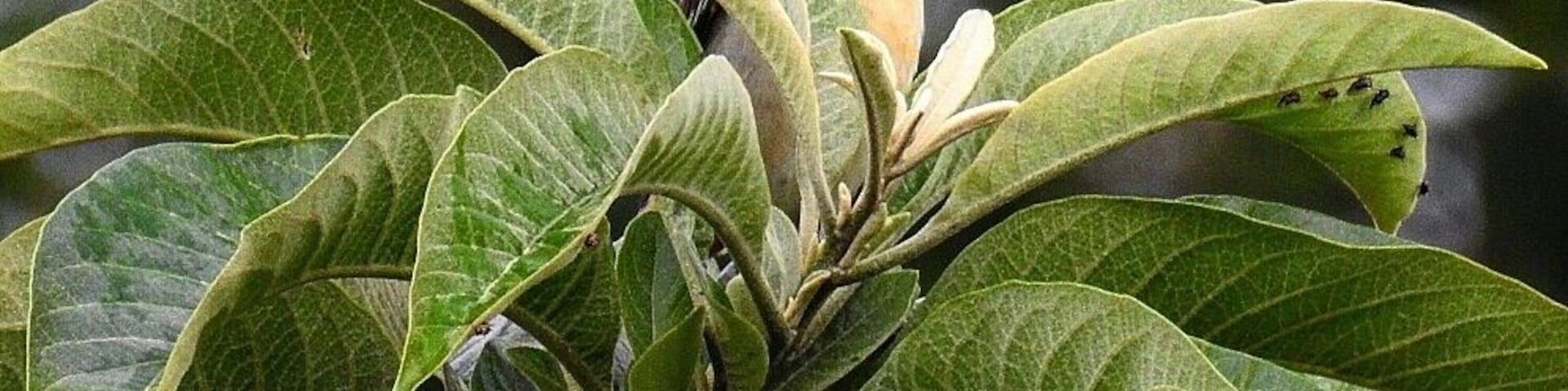 What????? Baltimore Oriole