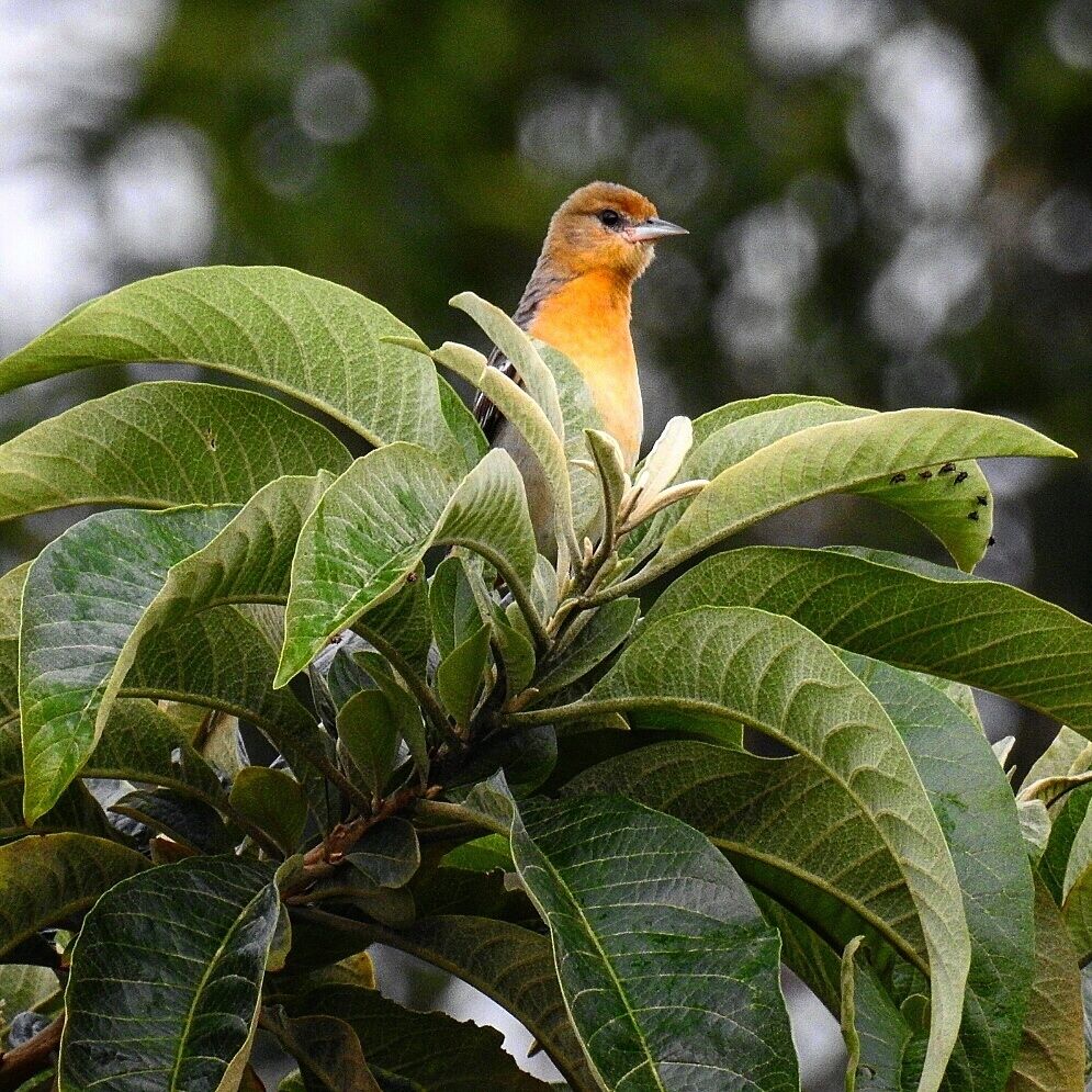A bird perched on green leaves.