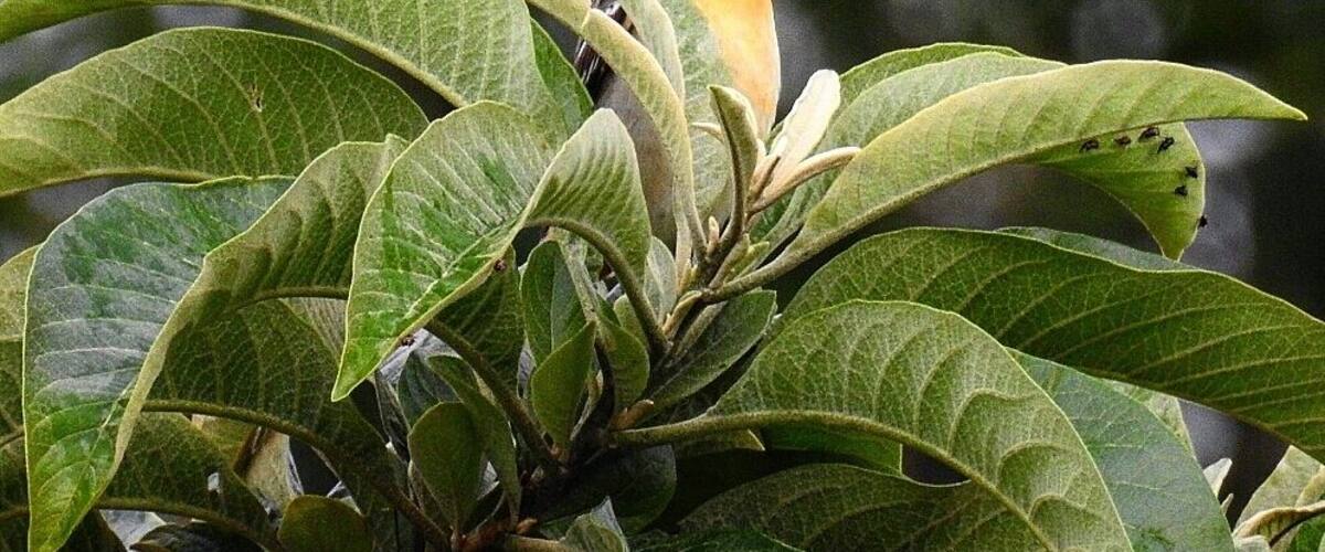 A bird perched on green leaves.