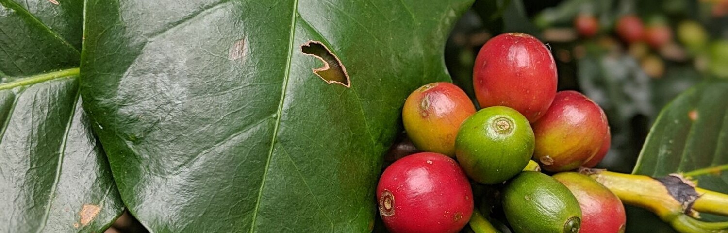 Coffee tours in the famous Blue Zone using responsible and local farming methods. To book a tour, go to Ticoffia Coffee shop (the location of this photo) and ask for Carina. She owns the coffee shop and gets all of her coffee directly from the co-op!
#coffee #TroverRT #coffeetour #ticoffia #ticoffiacoffeetour #losangelosdenandayure #costarica #traveltoeat #travelbreak #travelblogger #traveltodrink #traveltodrinkcoffee #coffeebeans #roasting #cupping #tasting #foodie #food #foodblogger #cocobeach #playadecoco #beach #beaching #friends #SLEIGHcation #slaycation #thanksgivingdownsouth #thanksgivingincostarica #travel #freshcoffee #travelforfun