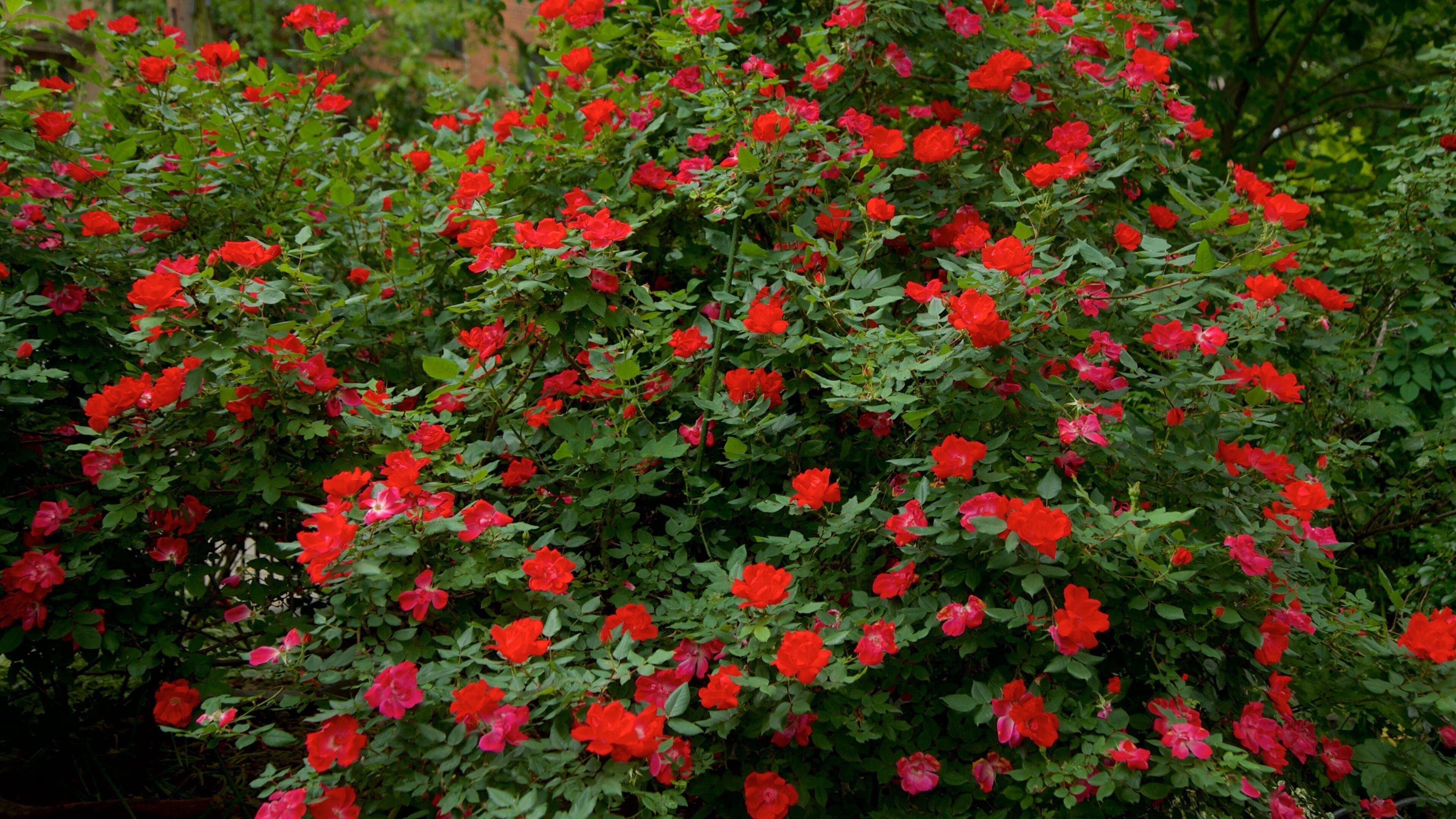 Van Vorst Park mostrando flores silvestres