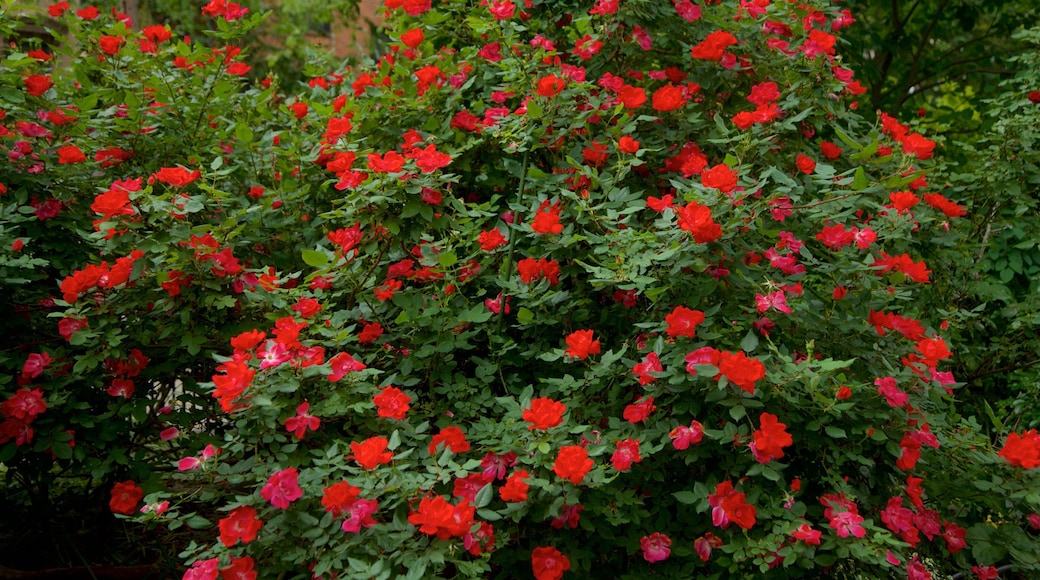 Van Vorst Park mostrando flores silvestres