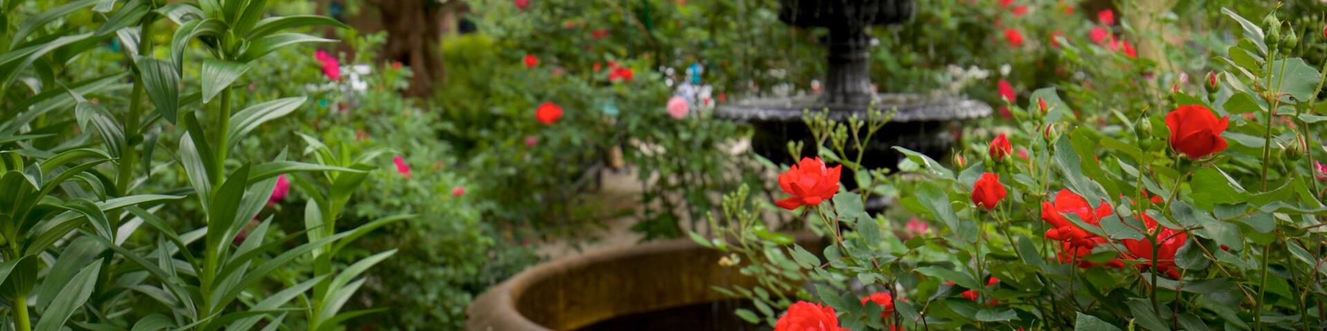 Van Vorst Park showing wildflowers, a garden and a fountain