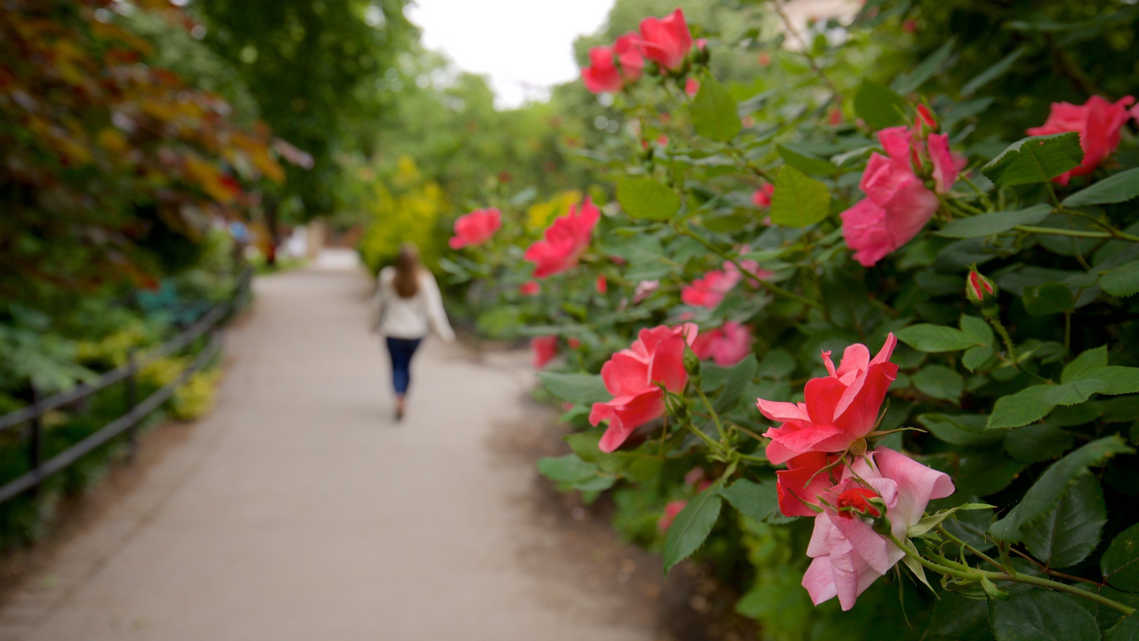 Van Vorst Park mostrando parco e fiori di campo cosi come ragazza