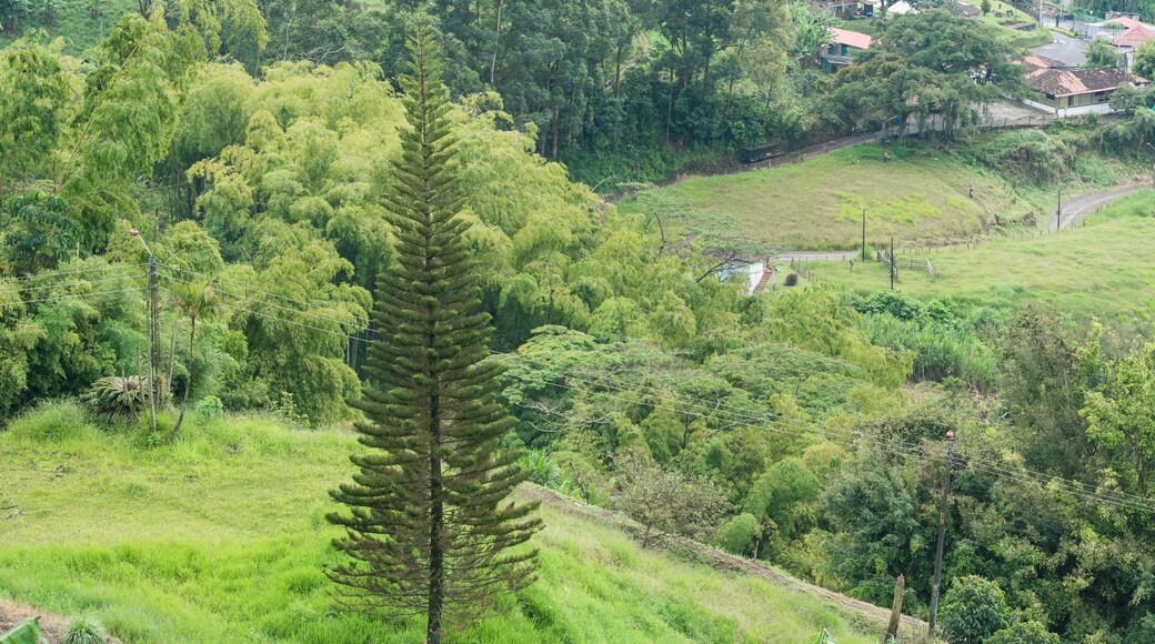 beautiful landscape in the colombian coffee region near the city of Pereira-Colombia. rural area in south america. biodiversity.