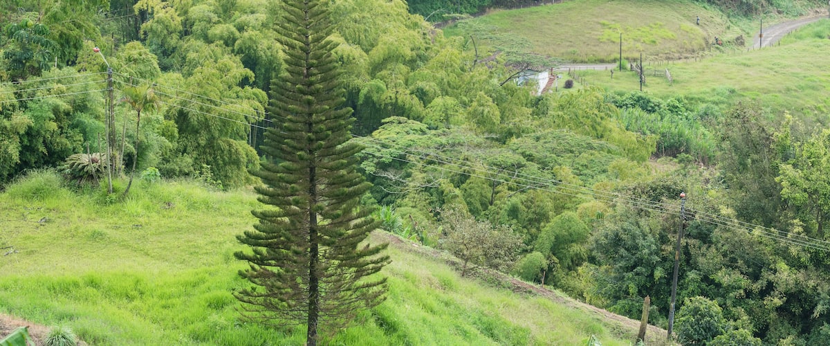 A lush green landscape with a prominent fern tree in the foreground, surrounded by dense foliage and a few scattered houses in the background.