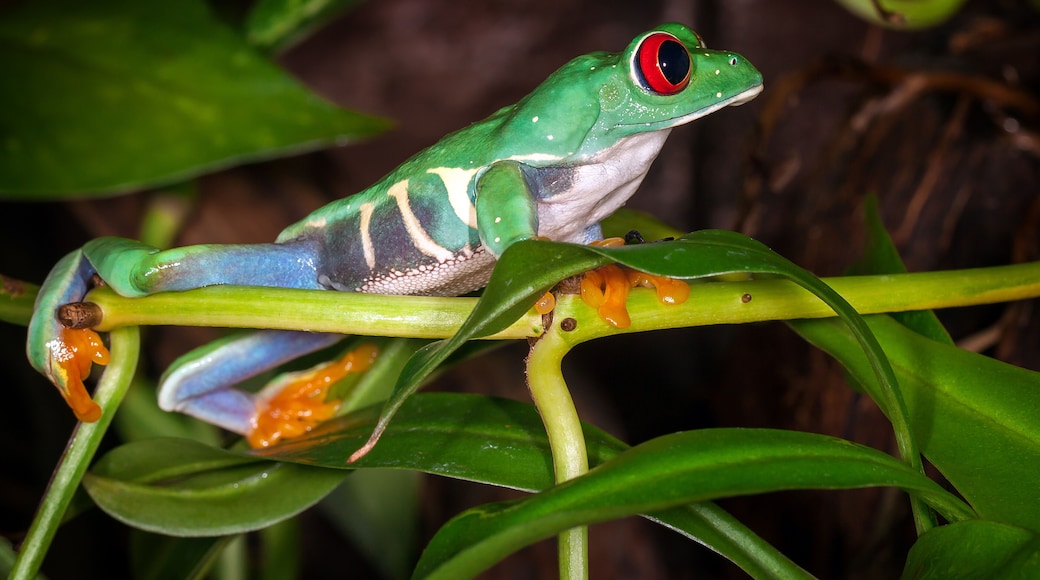 Centro de actividades Frog Pad