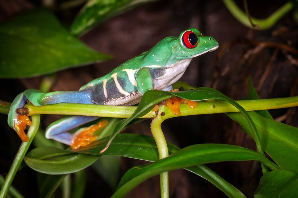 A green frog with red eyes perched on a plant.