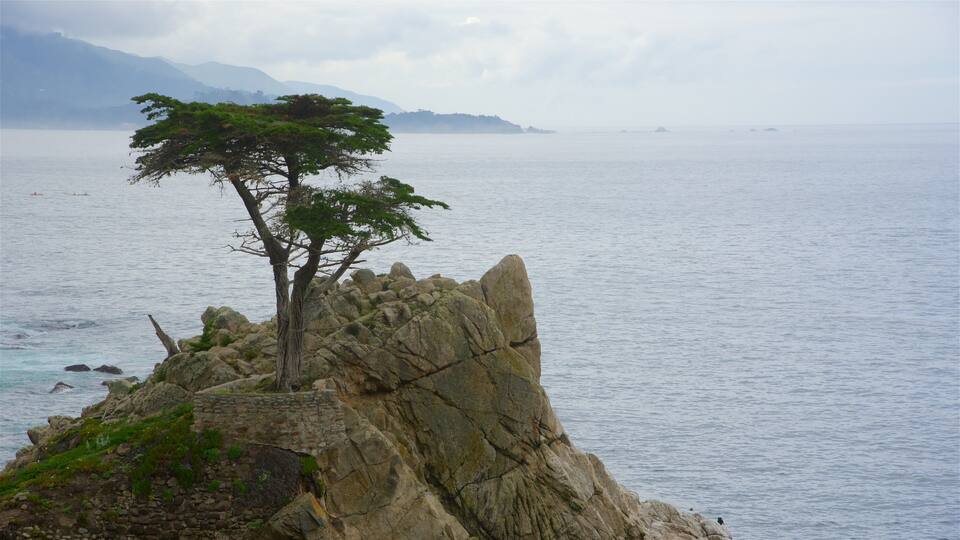 A lone tree on a rocky outcrop by the sea with distant mountains.