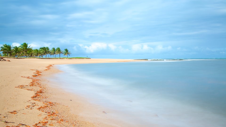 A beach with palm trees, calm water, and a clear sky.