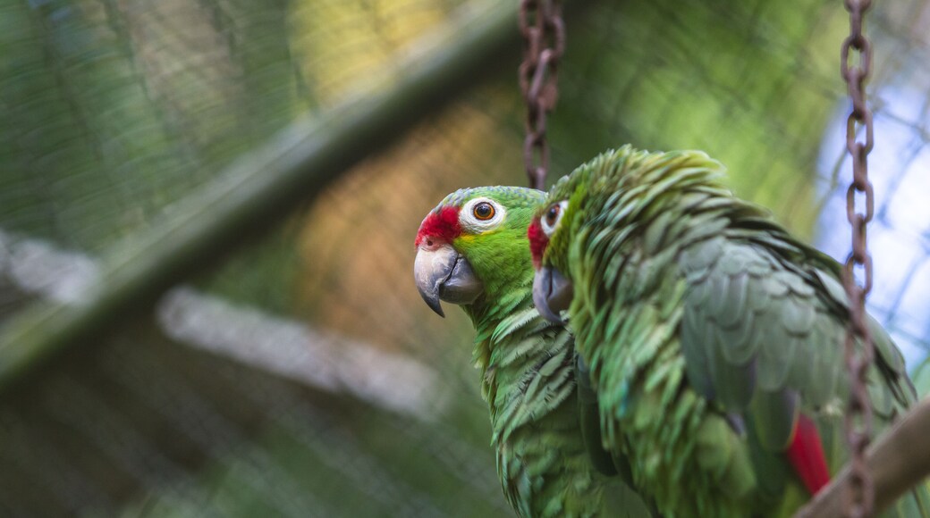 Proyecto de Conservación de la Vida Silvestre Neo Fauna
