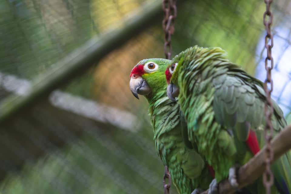 A green parrot with a red face and white beak perched on a chain.