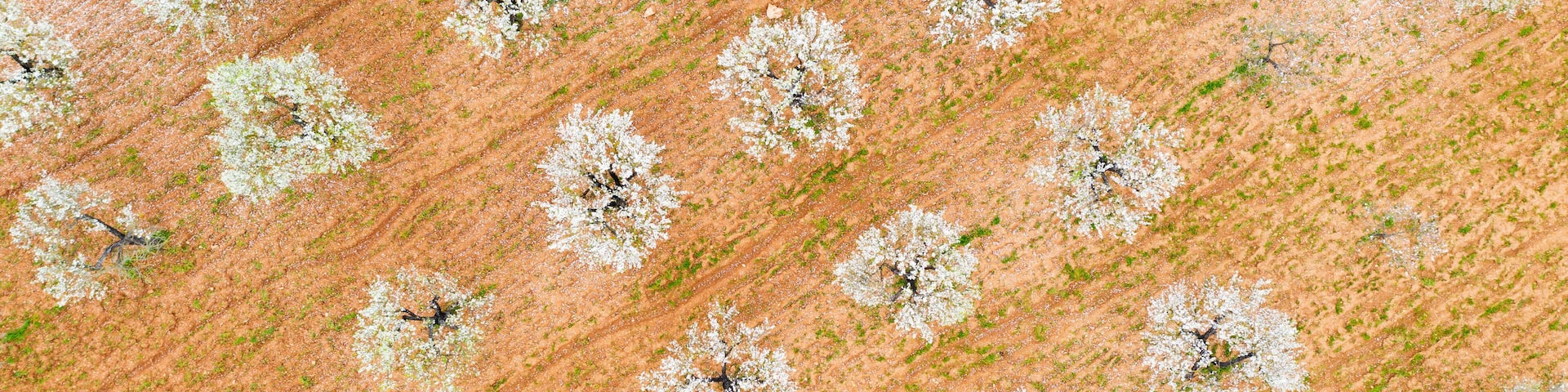 Spain, Balearic Islands, Marratxi, Aerial view of almond trees in springtime orchard