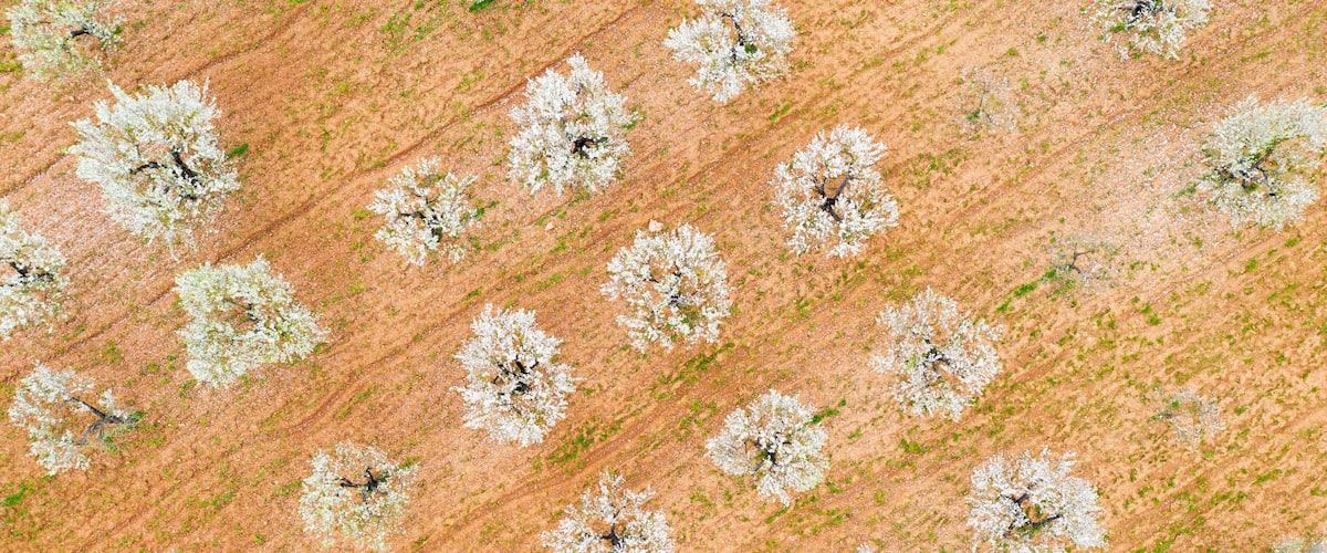 An aerial view of a field with evenly spaced rows of flowering trees.