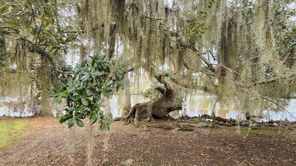 A scenic view of a Spanish Moss covered Live Oak Tree in Fairview-Riverside State Park in Madisonville, Louisiana.