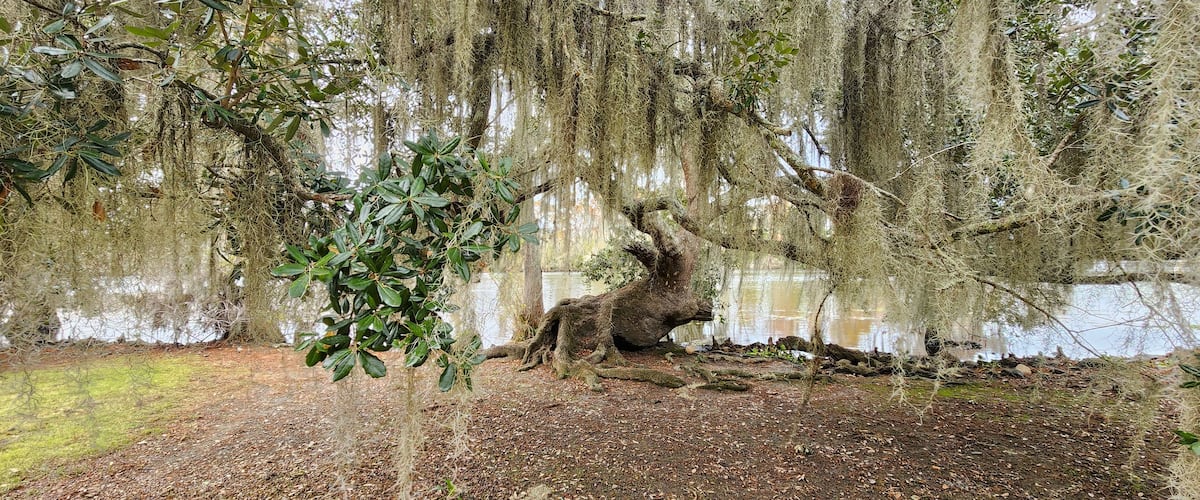 A scenic view of a Spanish Moss covered Live Oak Tree in Fairview-Riverside State Park in Madisonville, Louisiana.