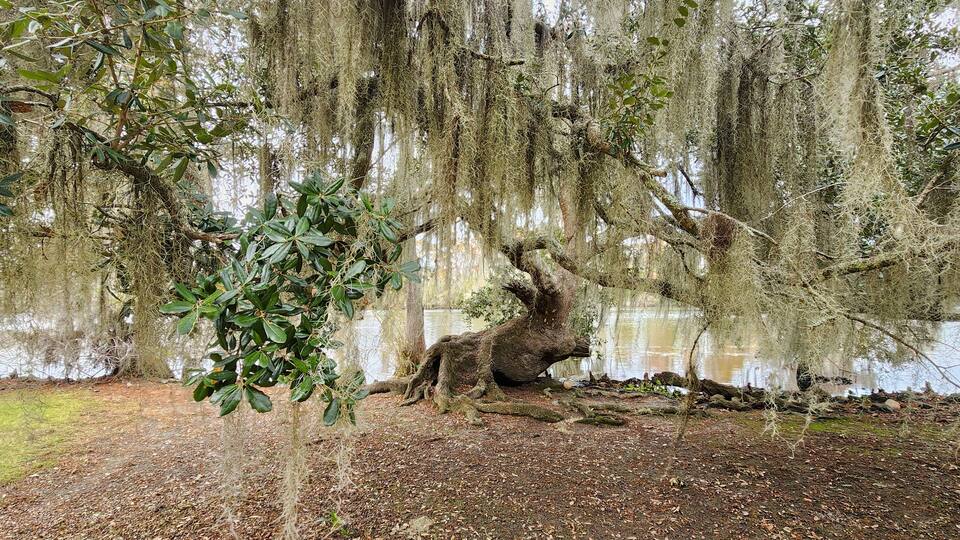 A tree with Spanish moss, a pond, and a fallen tree trunk.