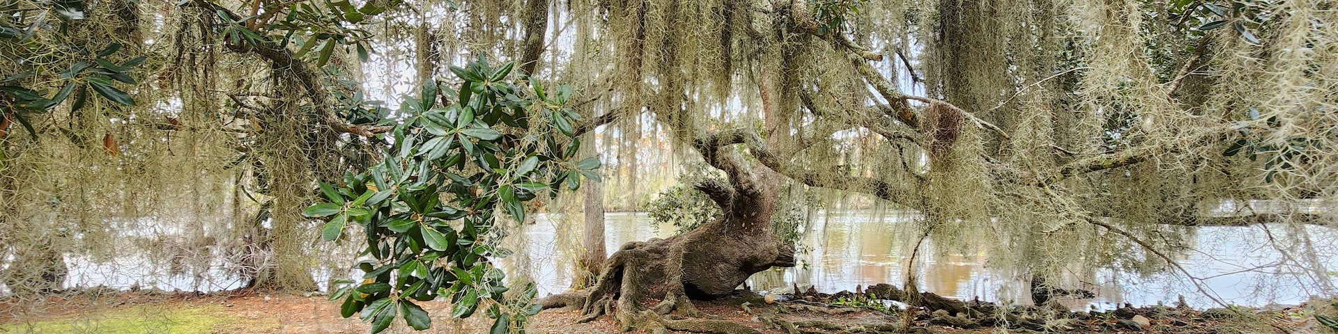 A scenic view of a Spanish Moss covered Live Oak Tree in Fairview-Riverside State Park in Madisonville, Louisiana.