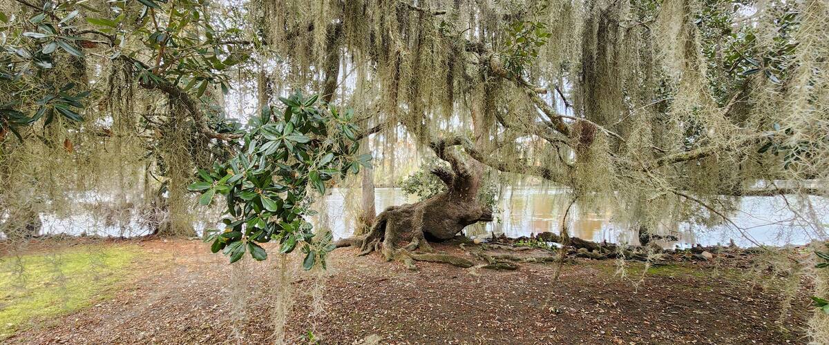 A scenic view of a Spanish Moss covered Live Oak Tree in Fairview-Riverside State Park in Madisonville, Louisiana.