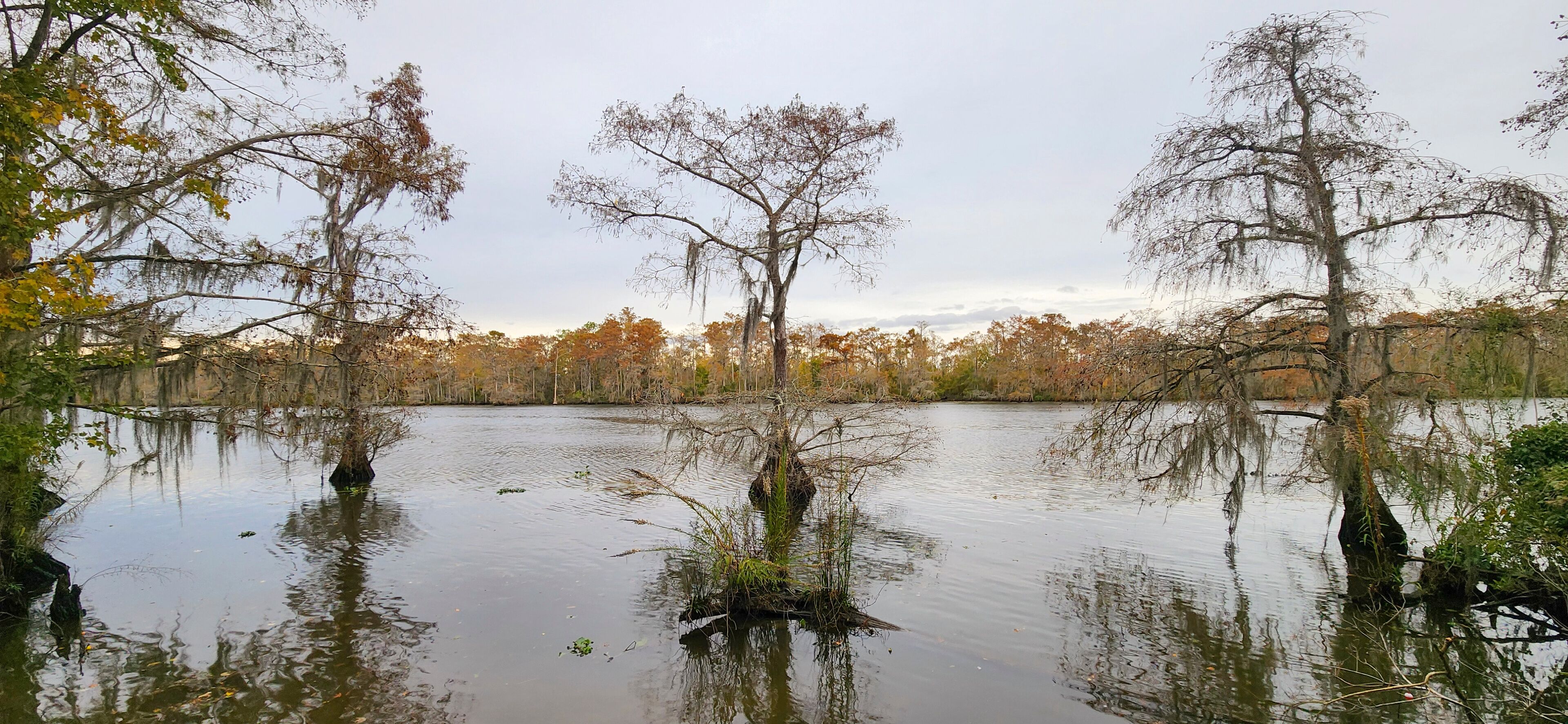 A scenic view of Cypress Trees in Fairview-Riverside State Park in Madisonville, Louisiana.
