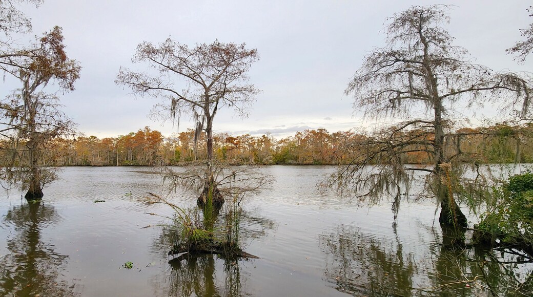 A scenic view of Cypress Trees in Fairview-Riverside State Park in Madisonville, Louisiana.