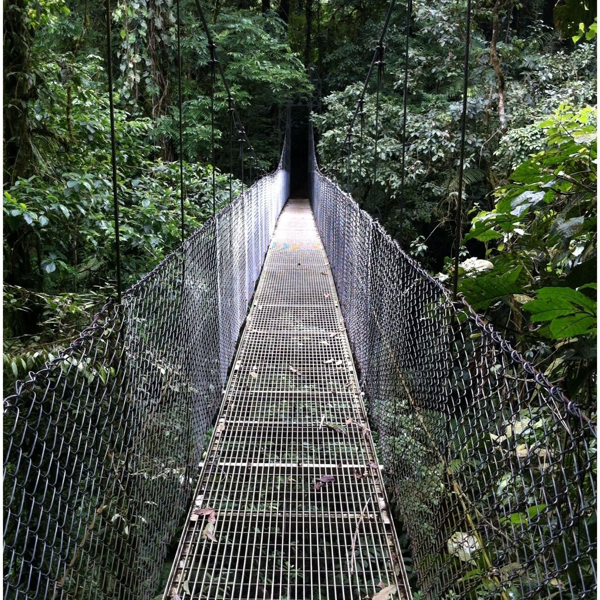 The Tayra bridge. A 326 foot suspension bridge in the rain forest. The whole nature park is amazing. A little out of town but worth the drive. 
