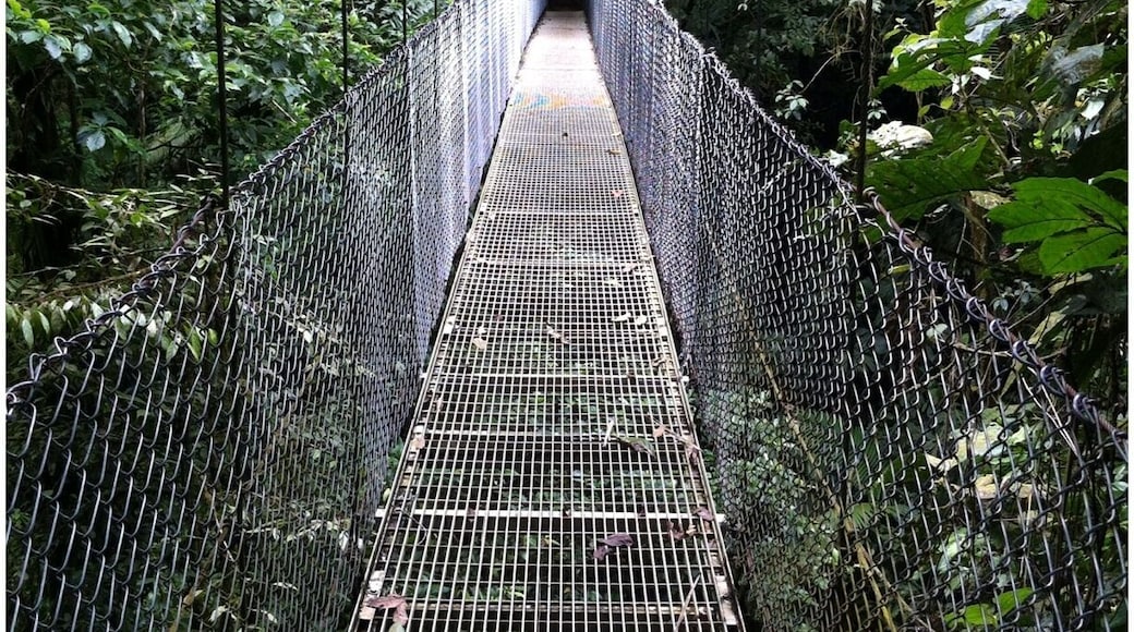 The Tayra bridge. A 326 foot suspension bridge in the rain forest. The whole nature park is amazing. A little out of town but worth the drive.