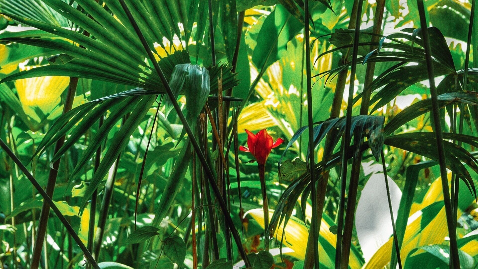 I was walking thru the hanging bridges park in San Carlos Costa Rica and in between torrential rainfalls, I found this moment of color