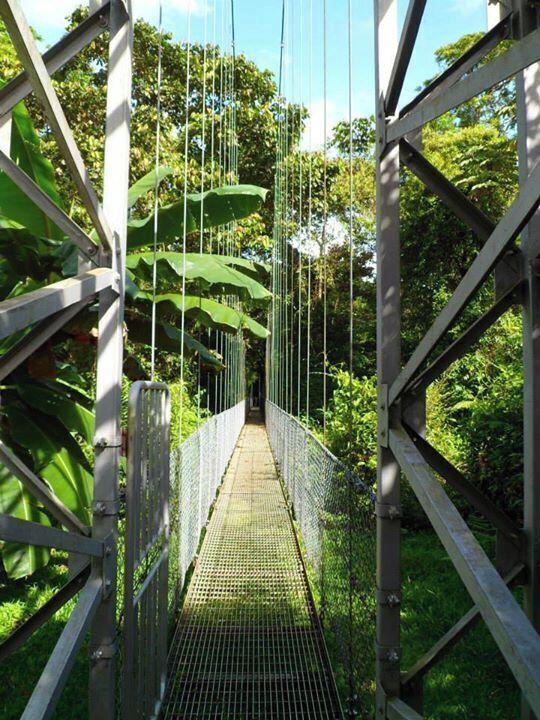 A suspension bridge surrounded by lush greenery.