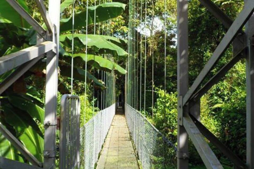 A suspension bridge surrounded by lush greenery.