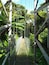 A suspension bridge surrounded by lush greenery.