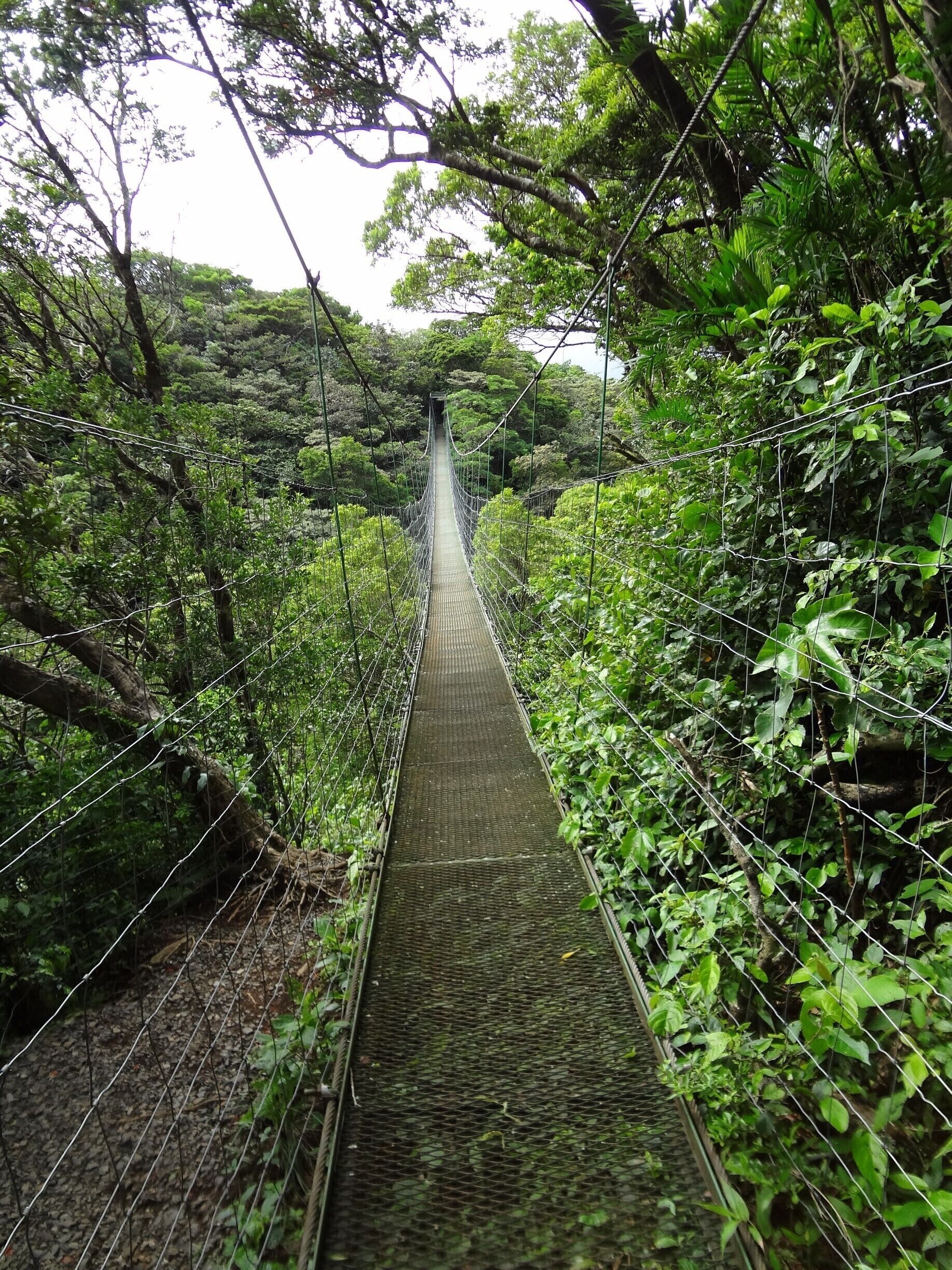 Hanging Bridge in Costa Rica