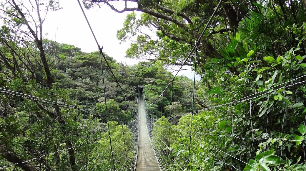 Hanging Bridge in Costa Rica