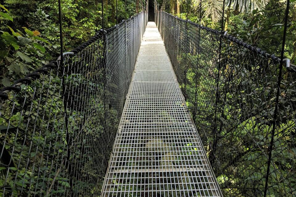A suspension bridge in a dense forest.