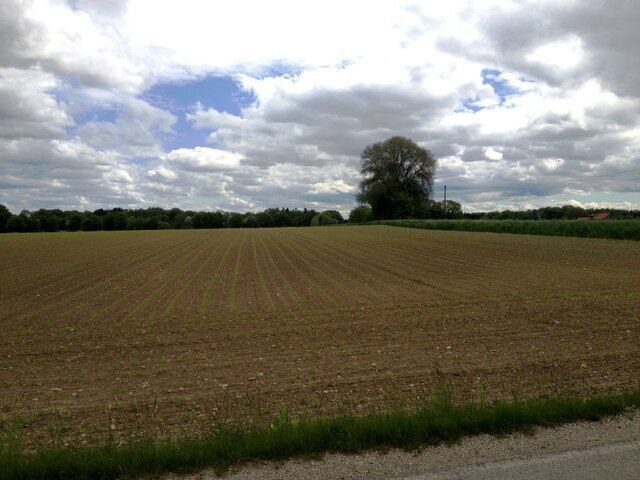 Maisfeld bei Hofsingelding