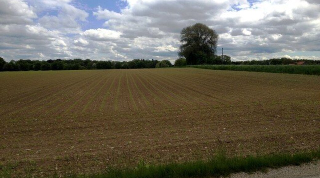 Maisfeld bei Hofsingelding