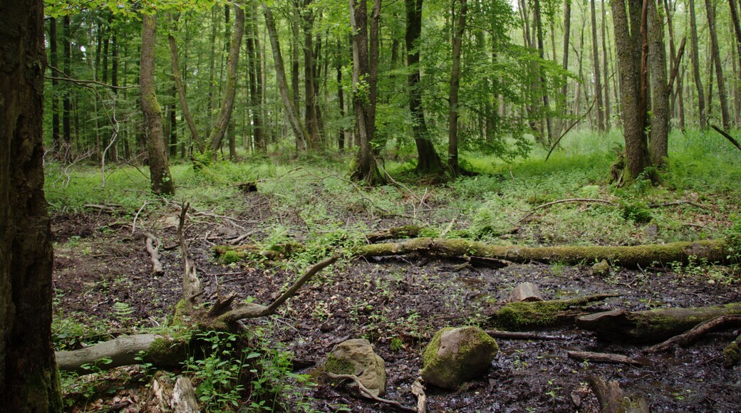 This is a picture of the protected area listed at WDPA under the ID