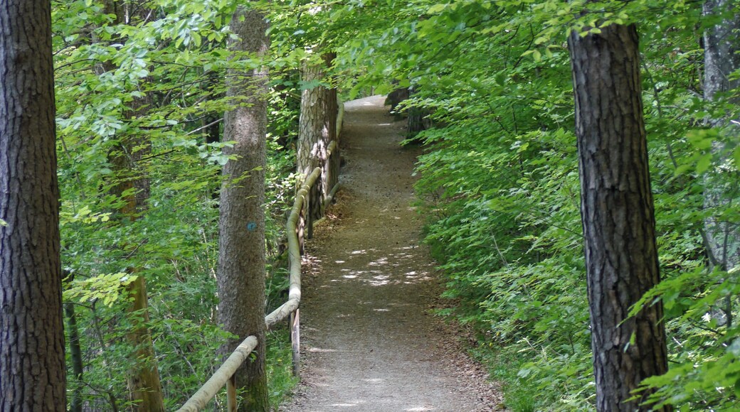 Naturschutzgebiet Eggstätt-Hemhofer-Seenplatte, Landkreis Rosenheim, nordwestlich des Chiemsees, Gemeinde Eggstätt: Hartsee-Rundweg
