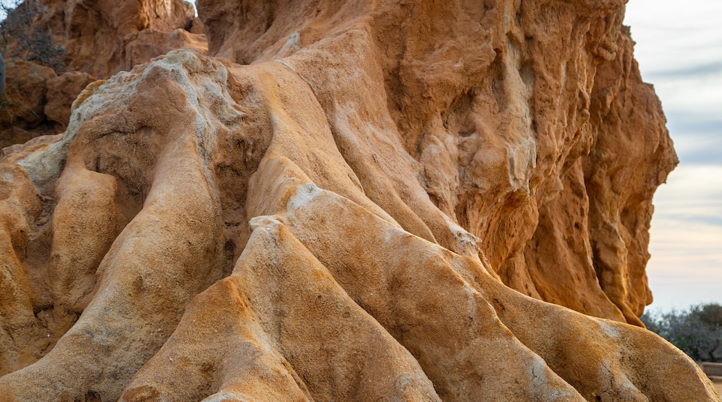 Torrey Pines State Reserve