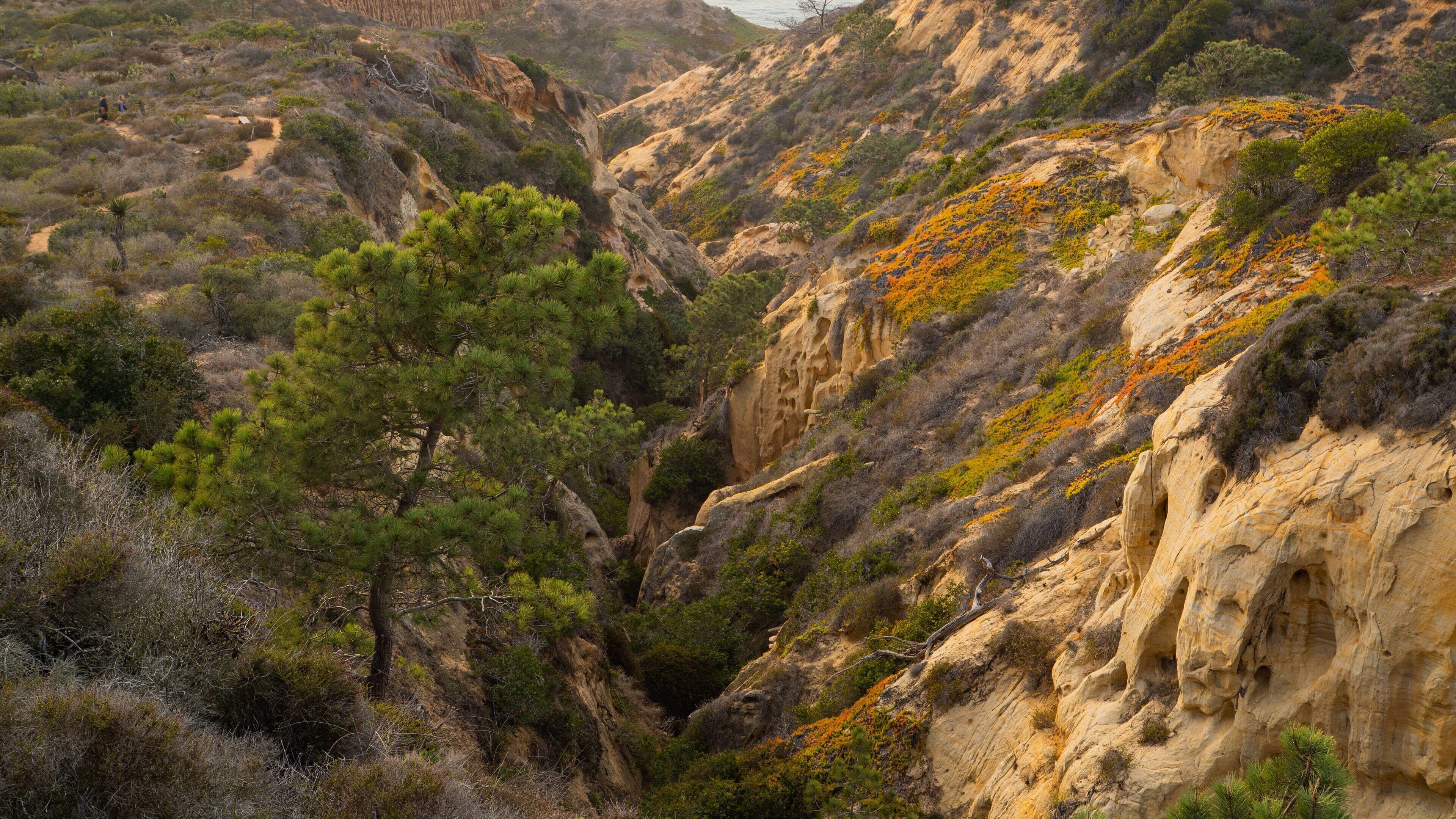 Torrey Pines State Reserve