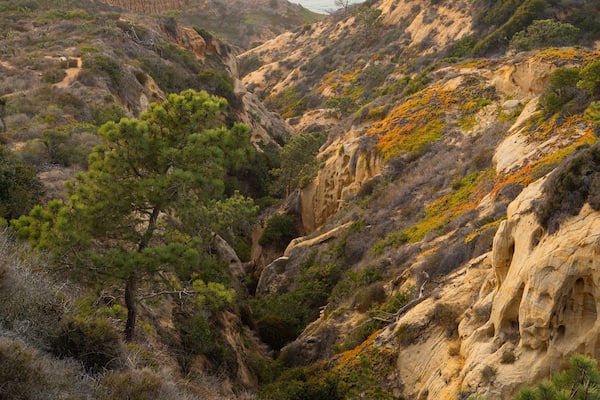 Torrey Pines State Reserve