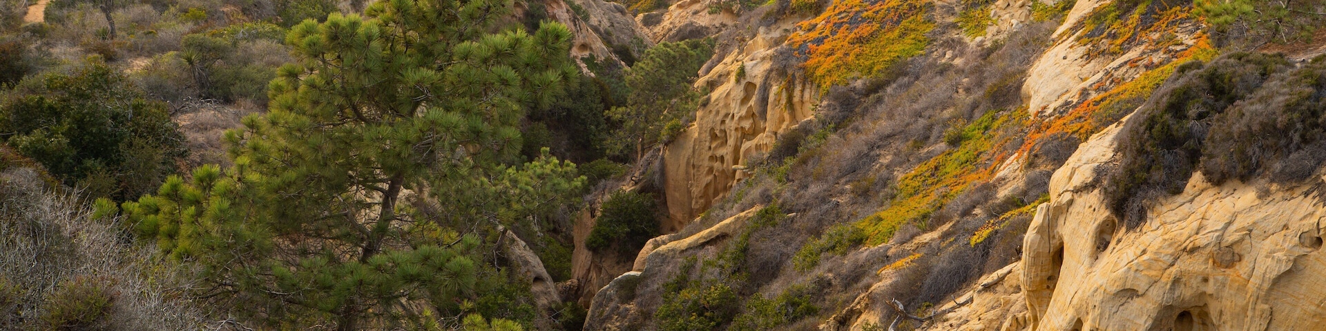 Torrey Pines State Reserve